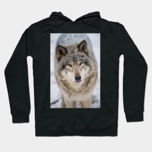 Gray Wolf Hoodie